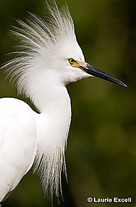 Egret  © Laurie Excell