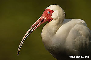 White Ibis © Laurie Excell