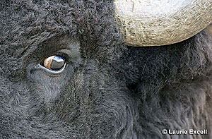 Musk Ox C Laurie Excell