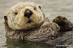Northern Sea Otter C Laurie Excell