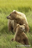 Grizzly Bear Sow & Cub