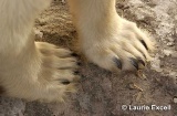 Polar Bear Paws