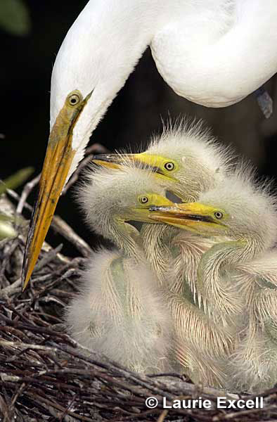 Great Egret with Chicks