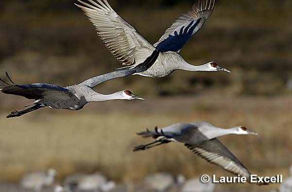 Sandhill Cranes C Laurie Excell