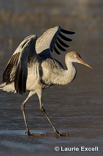Sandhill Crane C Laurie Excell