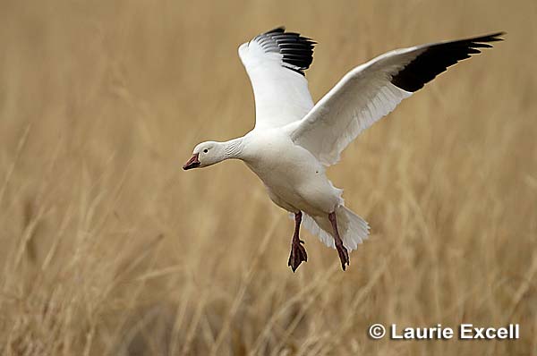 Snow Goose C Laurie Excell