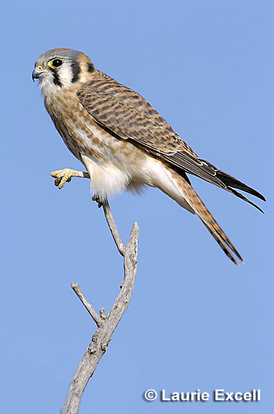 American Kestral C Laurie Excell
