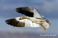 Snow Goose - D-B00297-05388 [Click to enlarge image]