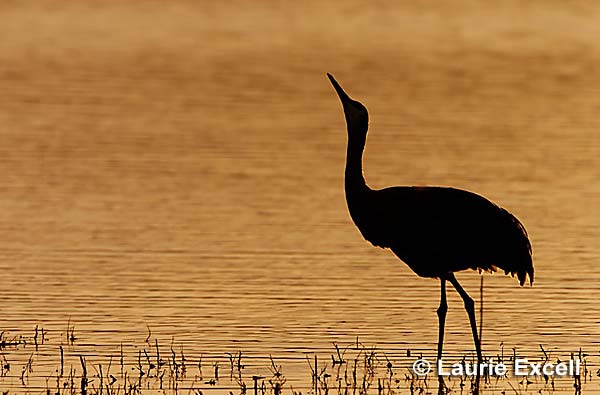 Sandhill Crane C Laurie Excell
