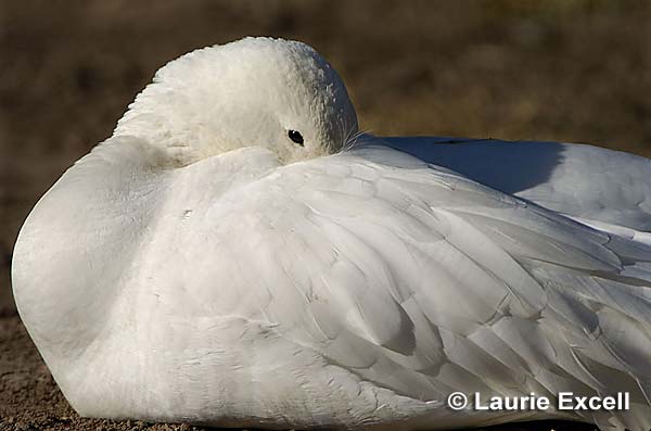 Snow Goose C Laurie Excell