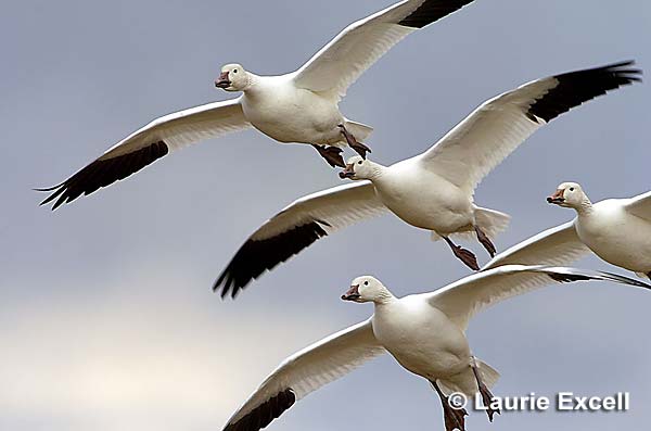 Snow Geese C Laurie Excell